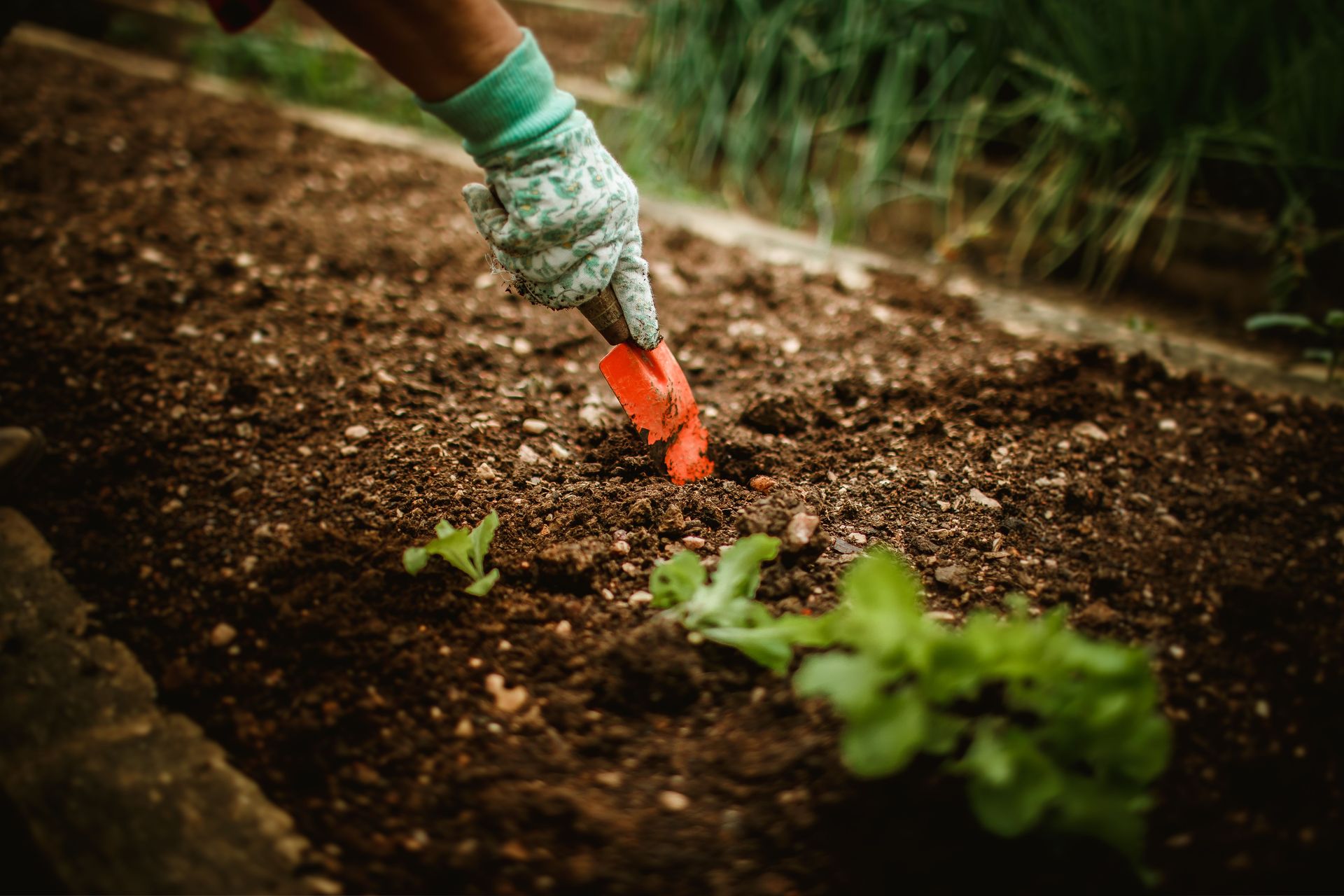 Gardener with gloves using a red trowel to plant a seedling in soil outdoors.